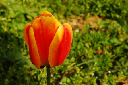 A tulip down the street.