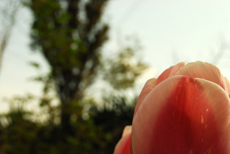 A just about done tulip in the front yard.