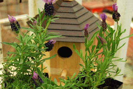 Lavender on the balcony.