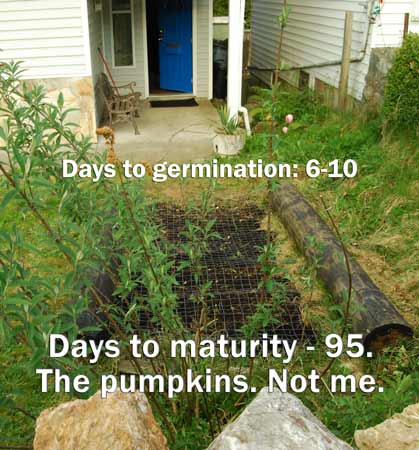 Days to maturity. Not mine, though.