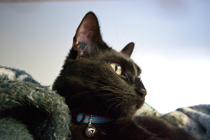 The profile of the mini-panther The profile of the mini-panther