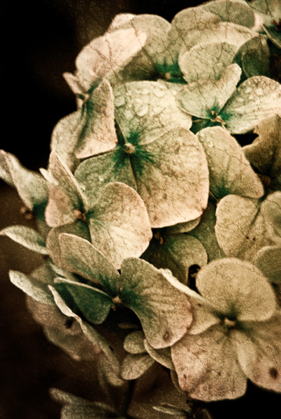 Spooky hydrangeas. Boo!