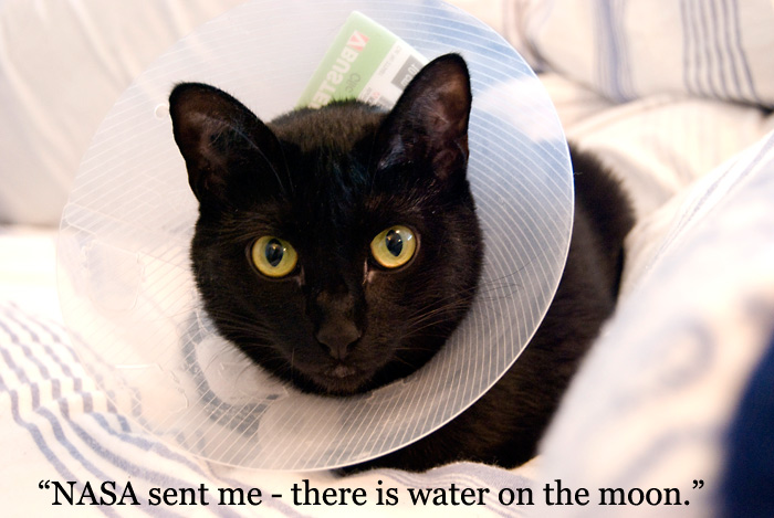 20091114-moon-kitty-blog