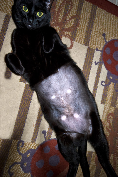 oscar-shaved-tummy-blog oscar-shaved-tummy-blog