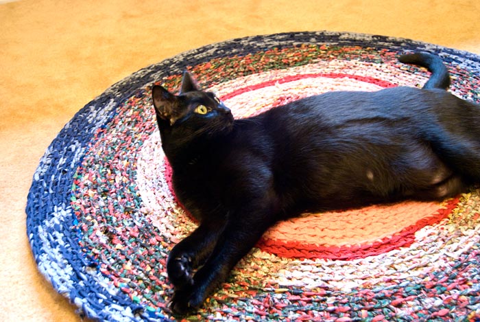 Oscar enjoying the rug