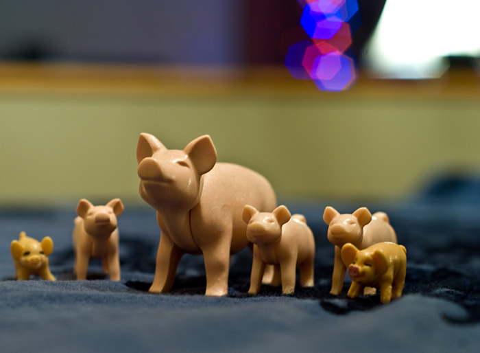All those pigs!