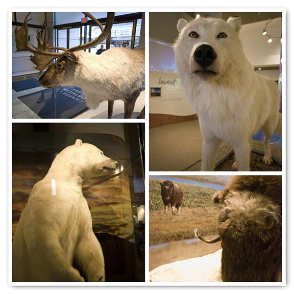 Amazing taxidermy