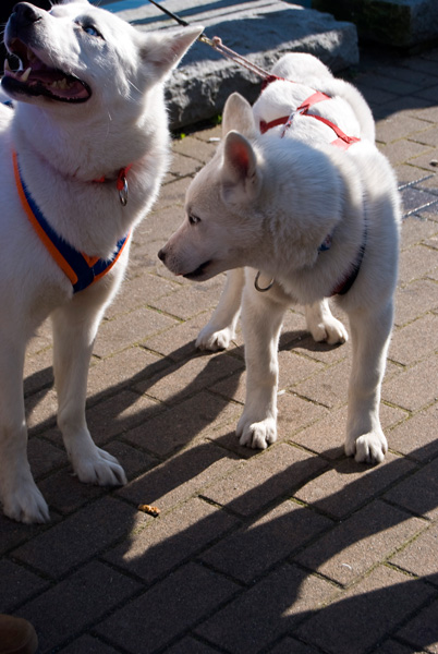 Big puppy paws