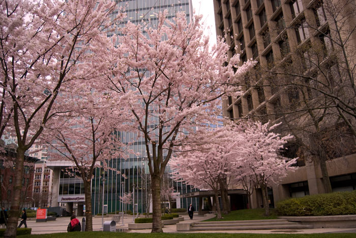 Blossoms in the city