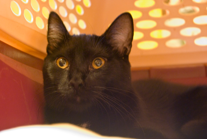 Donner in his hidey-hole