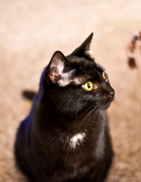 Donner portrait. SQUEE!