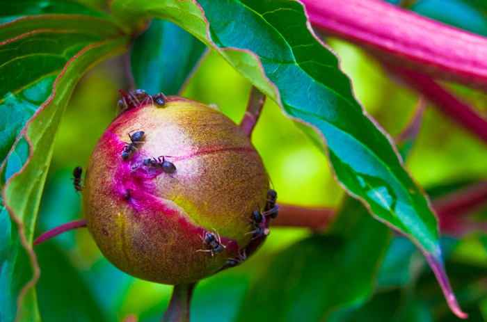 Ants on the peonies