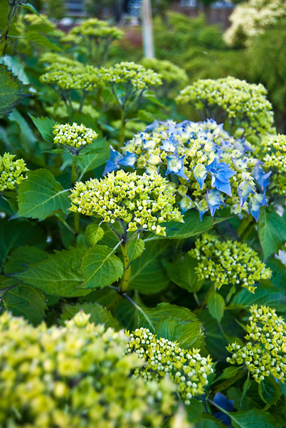 I think we'll have a pile of hydrangeas soon.