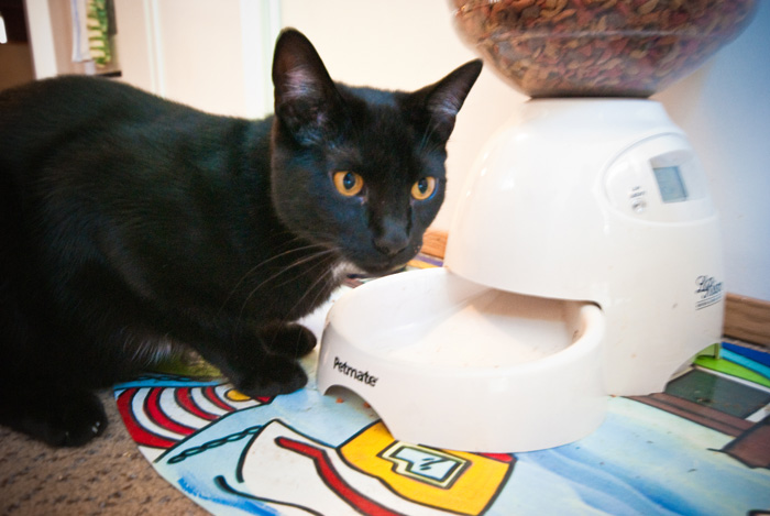 What? No kibble?