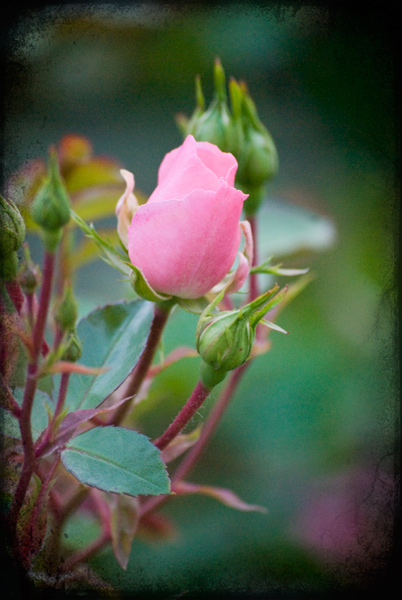 Rose with a lovely border