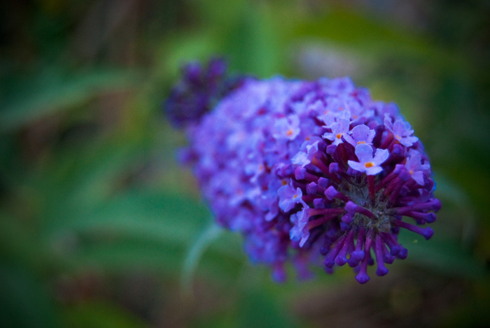 Butterfly bushes