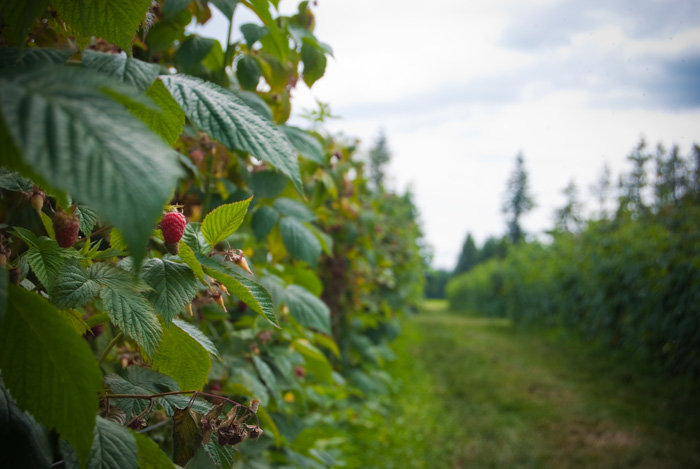 Let the picking begin!