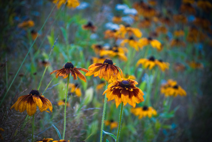 The wildflower mix
