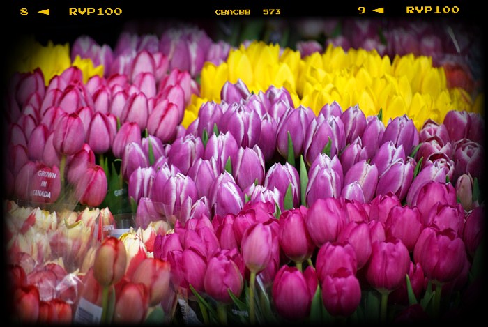 Tulips grown in Canada