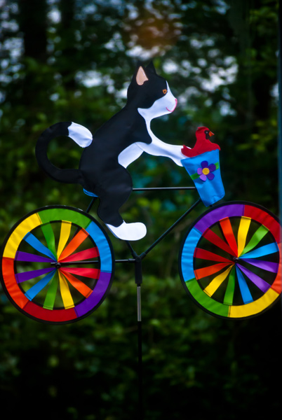 A kitty riding bike on the balcony.