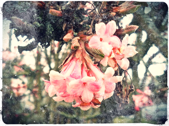 Blossoms in February
