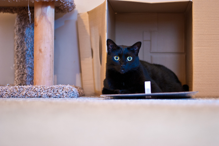 Oscar's domain