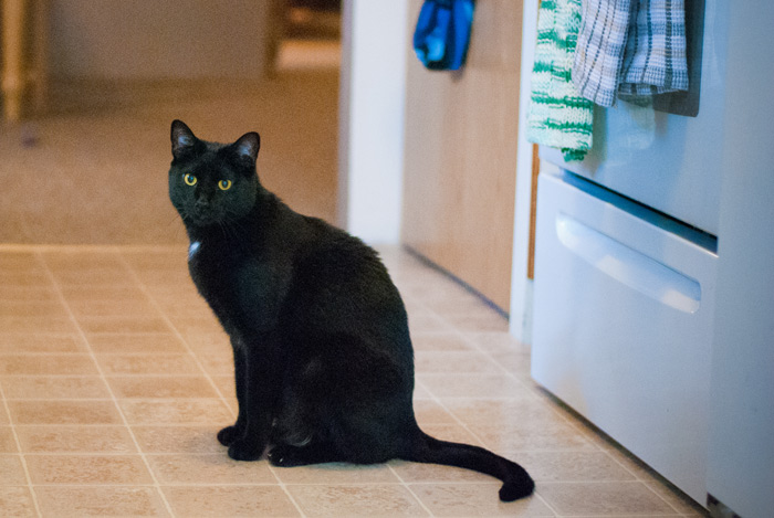 Donner is in focus.