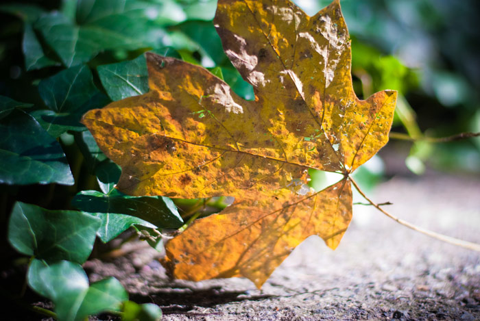 Here comes the Fall.