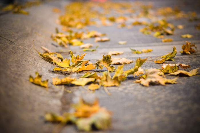 Crunchy leaves on the street.