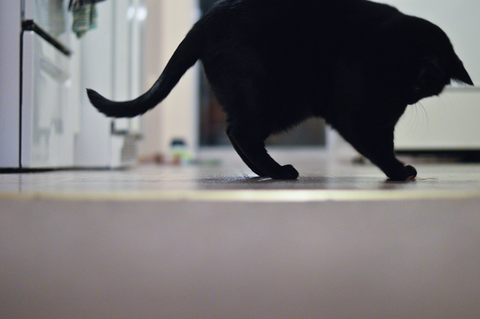 Oscar ballet kitty