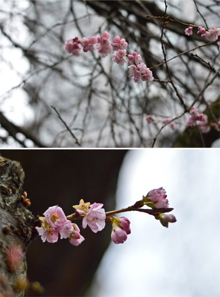 more blossoms